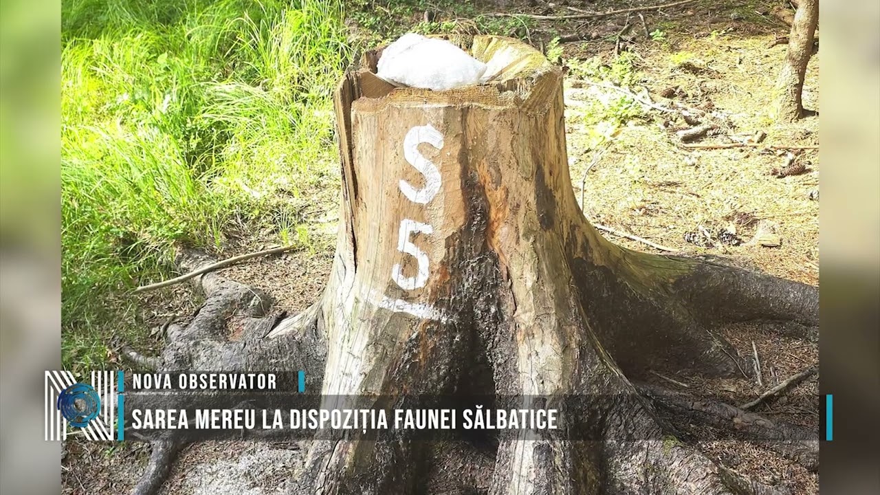 Sarea mereu la dispoziția faunei sălbatice