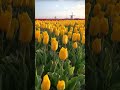 Most Beautiful Places In Netherlands Travel Adventure Nature Explore Fyp