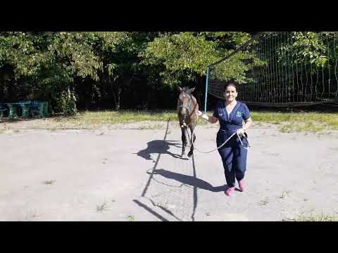 donde esta la  Claudicación