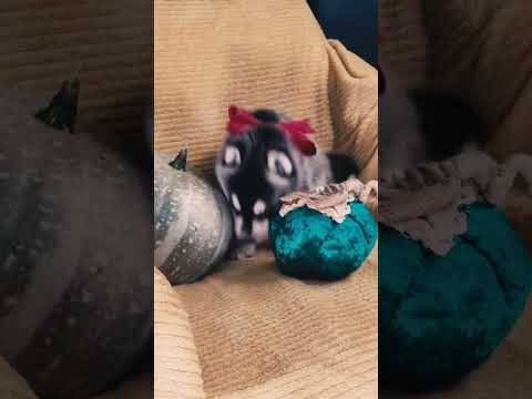 Perros Husky Siberiano en venta