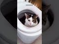 Funniest Cat Cats Meowing Episode 4219