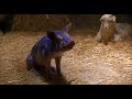 Babe Blue Pig