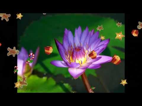 Excellos Five (1926) - Swanee Butterfly