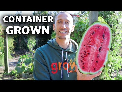 How to Grow WATERMELONS in CONTAINERS, Cheap and Easy Patio Gardening