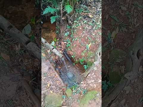 Água direto da bica na mata no distrito cabeça de boi em Itambé do mato dentro.#shorts #minasgerais.