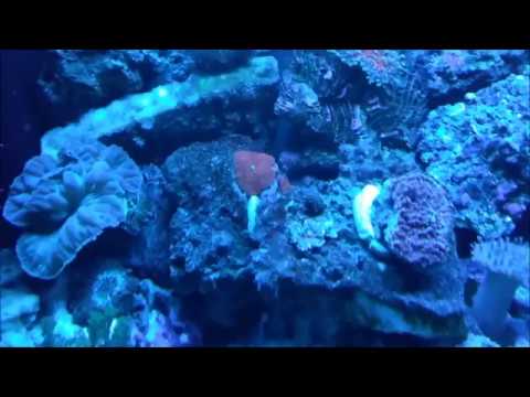30 Gallons Reef Tank Without Sump, DSB, Refugium etc. - When You turn the light off