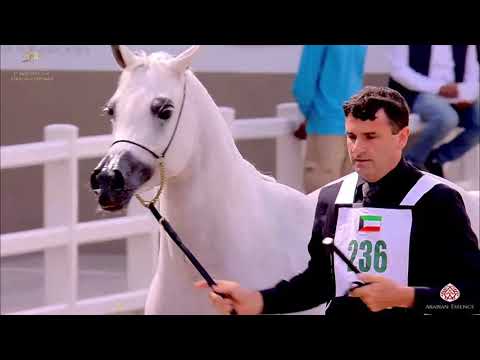 N 236 ZAINAH AL NAWASI   The Breeders Cup   Kuwait 2020   Straight Egyptians   4 6 Years Old Mares C