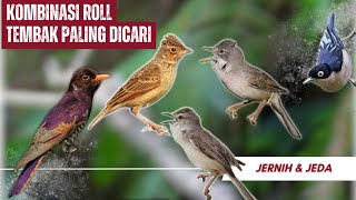 Download lagu Kombinasi Masteran Kekinian Burung Kecil Burcil Kedasih Ungu Branjangan Parva Cigun Rambatan 💯💢 💥 mp3