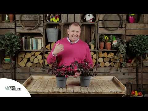 Loropetalum - Chinese Witch Hazel  - Ever Red - YouGarden