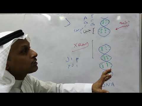 الطفرات وقواعد الجينات - الجزء الثاني -بريدج