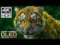 PLANET OF ANIMALS 4K VIDEO ULTRA HD | SCENIC WILDLIFE 4K HDR ..