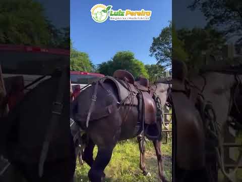 Pensa na dificuldade para embarcar o cavalo #Boiadeiro#Boibravo#Agro#Touro#Nelore#Vidanaroça #rodeio