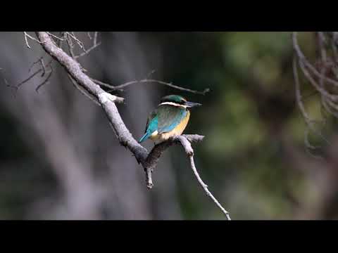 New Zealand Kingfisher
