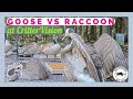 Father Canada Goose vs.a Mama Raccoon at the CritterVision Backyard!