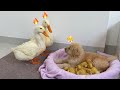 The Golden Retriever Puppy Stole The Ducklings Leaving The Mother Duck And Father Duck Helpless