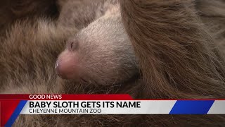 CM Zoo announces top-voted name for baby sloth