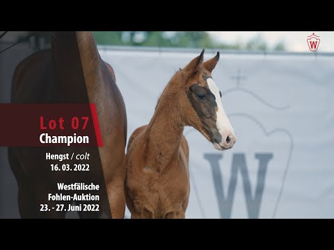 Fohlen-Auktion Lot 07 Champion Hengst v. Champagner Fizz - Benicio