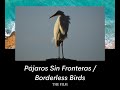 Pájaros Sin Fronteras / Borderless Birds