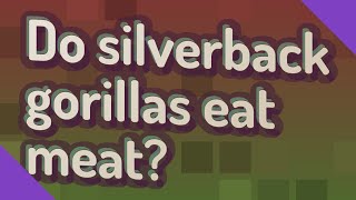 Do silverback gorillas eat meat