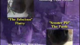 WDWF &quot;Bad to the Bone&quot;