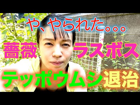 園芸 BRF、ラミールウッドの破片