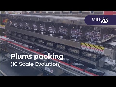 Packing plums with 10-scale automated filler | Milbor PMC