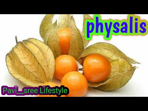 Physalis ✨|Fruit??|Rarest Fruit !!|Ever |good for health|#Pavi__sree lifestyle