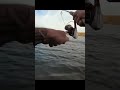 Video Thumbnail for INSANE Top Water Explosion BIG Jump! Northern Pike
