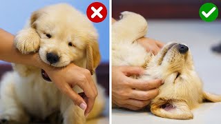 Do This Every Day To Stop Golden Retriever Puppy Biting