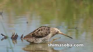 カンムリワシ幼鳥、タマシギ親子ほか(動画あり)