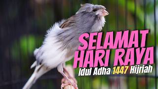 Download lagu KENARI PANDA JAMBUL MEWAH PALING DICARI! Masteran Kenari Isian Blackthroat Gacor BIKIN BAHAN MERDU mp3 Download lagu KENARI PANDA JAMBUL MEWAH PALING DICARI! Masteran Kenari Isian Blackthroat Gacor BIKIN BAHAN MERDU mp3