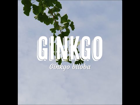 Tree Tuesday thumbnail 14