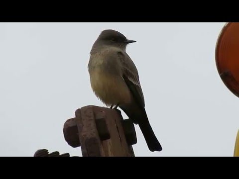 pamuchár pláňový (Sayornis saya) — biotop a pohyb