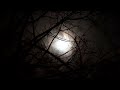 Cricket On A Summer Night Cricket Sound Effects Copyright Free Nature Sounds