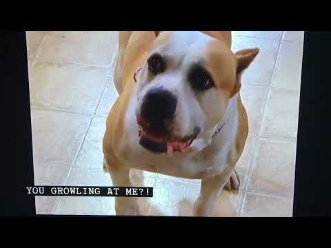 Moesha: Wrestling The Dog 🐶