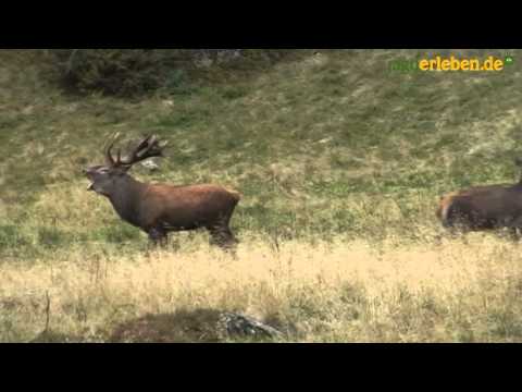 Rotwild: Brunftfieber 2010