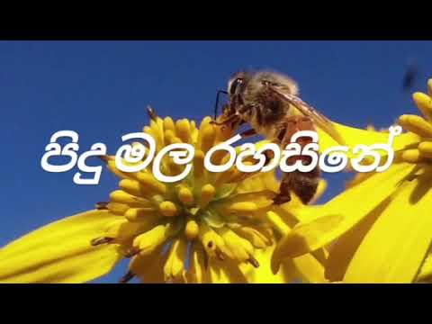 Raj - Irunu Aththatu ft Indrachapa Liyanage