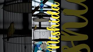Download lagu MASTERAN PLECI MEWAH NISHIDA - #shorts #shortvideo #shortsfeed mp3