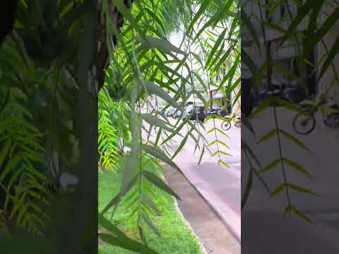 pela ruas de Alfenas