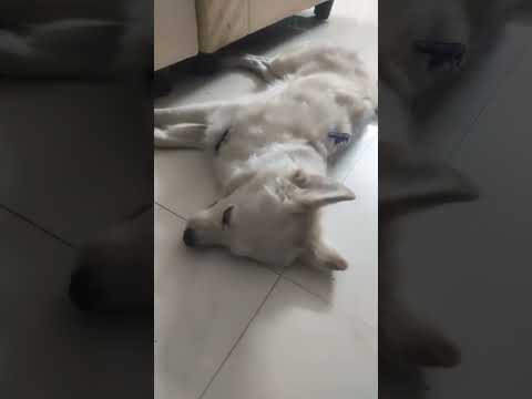 #comedy #funny #middleclassfamily #shiro #doglover #ytshorts