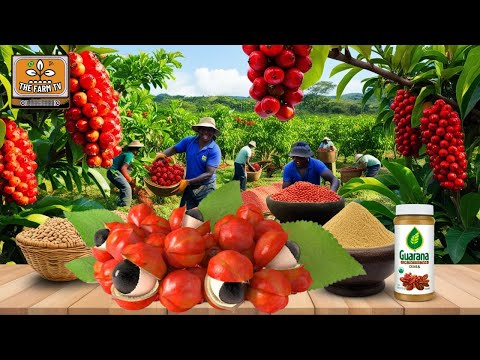 Have you heard of GUARANA?! A superfruit native to the AMAZON that is transformed into SODA!