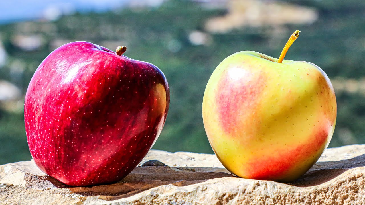 QARTABA: The Village of Apples