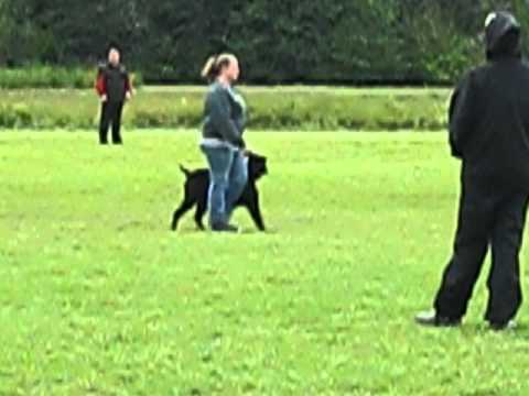 Haida von der Leidenshaft BH 5/5/12