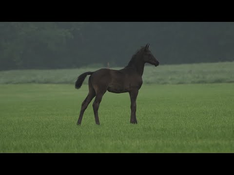 Trakehnergestüt Elbersdorf - Hengstfohlen *13.04.2020 von HELIUM aus der WALZERFEE von HIRTENTANZ