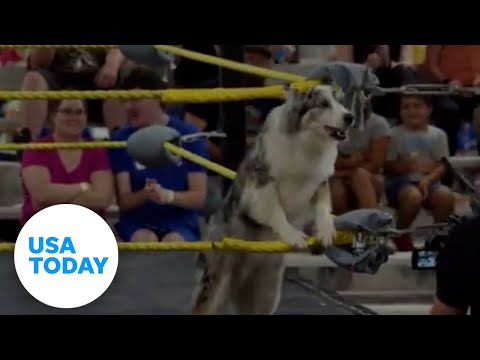 Australian shepherd defeats a pro-wrestling opponent | USA TODAY