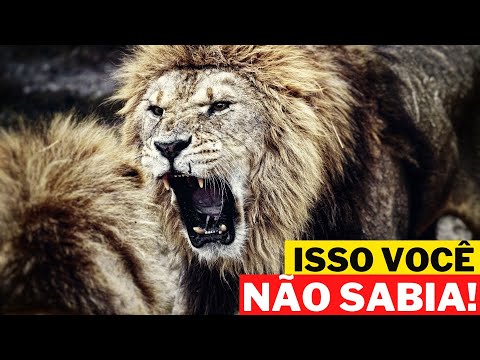 12 CURIOSIDADES SOBRE O LEÃO - ANIMAIS SELVAGENS CARNÍVOROS | ÁFRICA SELVAGEM