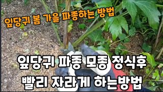 입당귀 봄 가을 파종하는 방법과 관리방법 빨리 자라게 하는방법! #잎당귀파종하는방법 #당귀재배 #당귀키우기 …