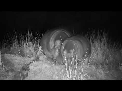 Djuma: Two Hippos out grazing and a Waterbuck resting - 04:08 - 08/12/2023