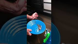 Today's cleanout Live! #gold #goldmining #goldpanning #goldprospecting