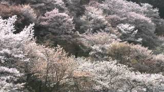 preview picture of video '奈良県　吉野山の桜'